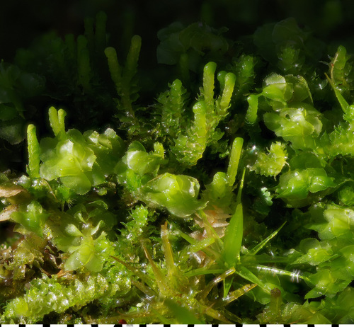 Trunk Pawwort (Neoorthocaulis attenuatus)