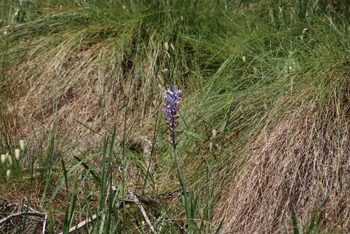Lachenalia glaucina