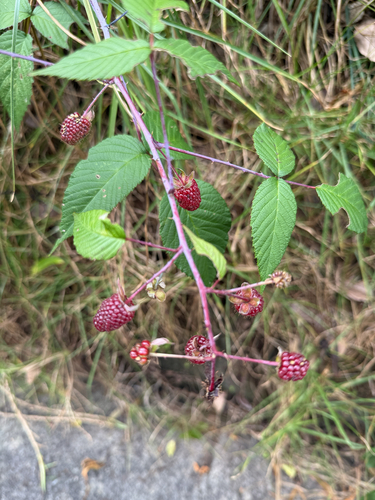 Rubus glaucus, photograph 6