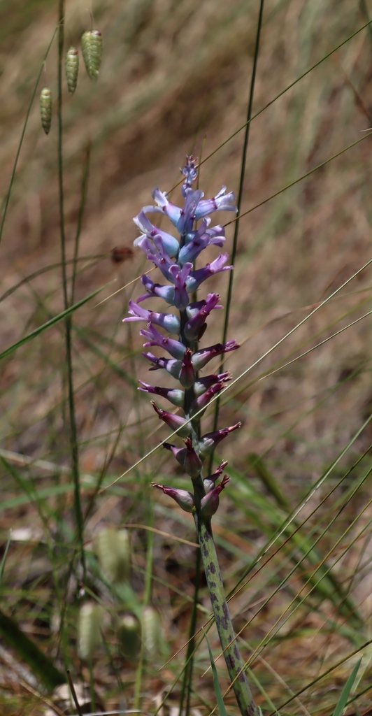 Lachenalia glaucina, track below contour path, Cecilia section of Table Mountain National Park