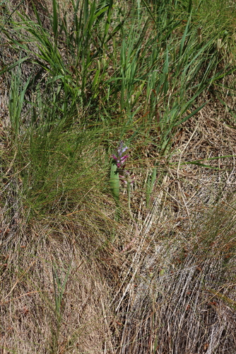 Lachenalia glaucina