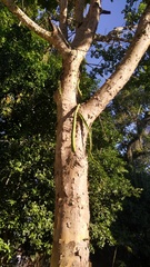 Selenicereus setaceus