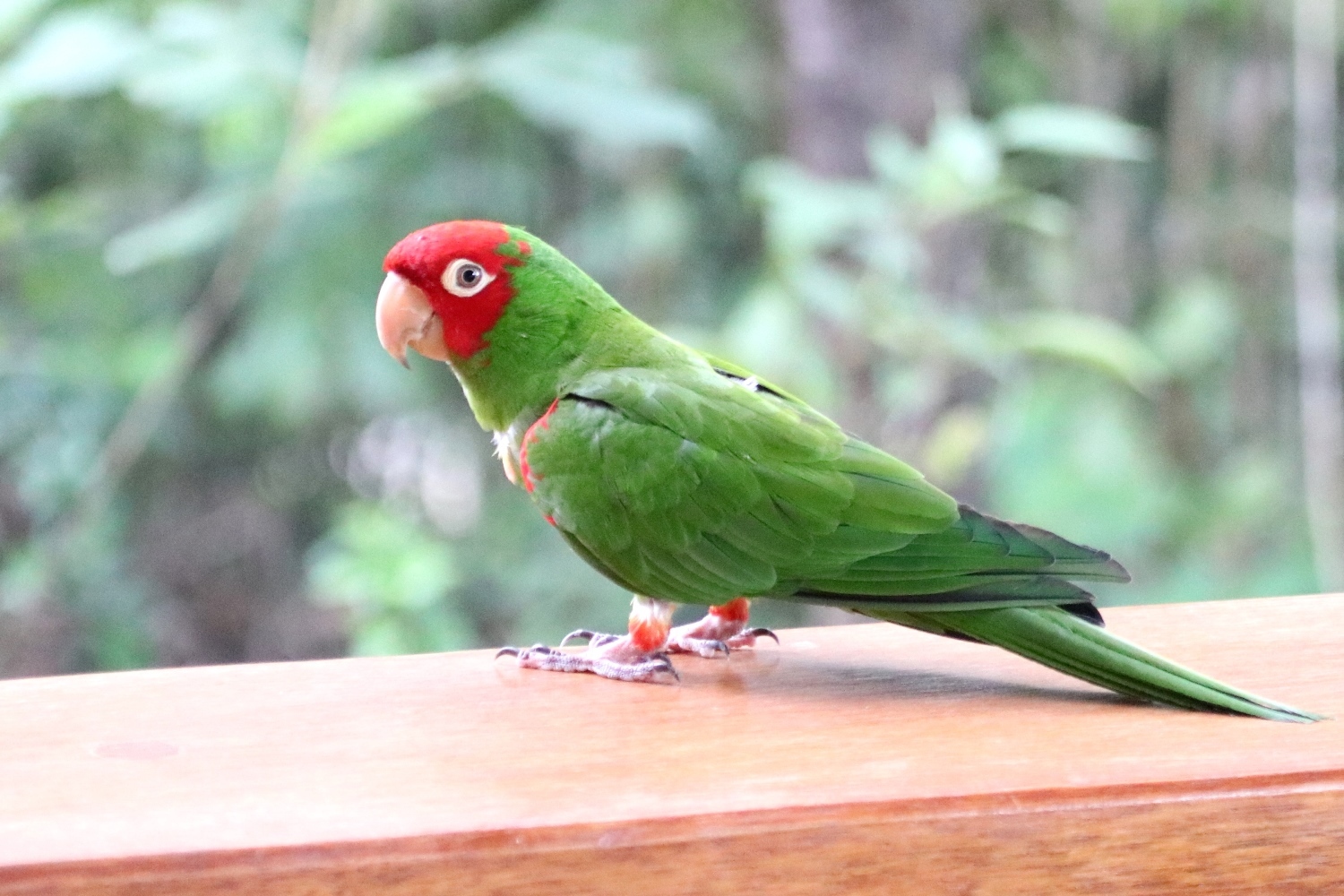Aratinga image