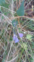 Salvia roscida