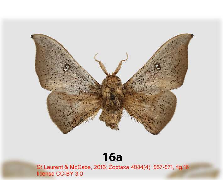 Gonogramma falcoargenteus