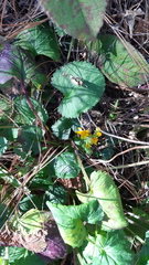 Packera quebradensis