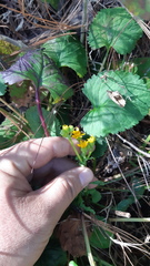 Packera quebradensis