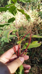 Mandevilla foliosa