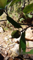 Magnolia tarahumara