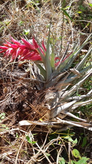 Tillandsia borealis