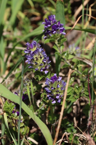 Peninsula Dottypea (Psoralea fruticans)