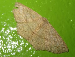 Sabulodes