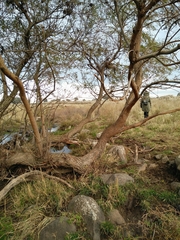 Salix acmophylla