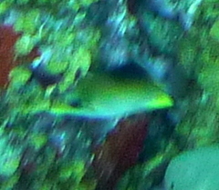 Prognathodes aculeatus