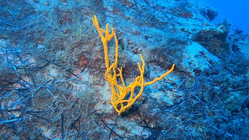 Photo of Elephant ear sponge (Axinella polypoides)