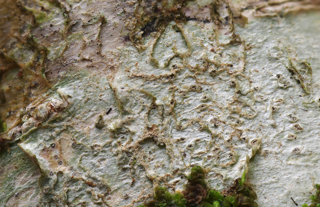 Thelotrema petractoides