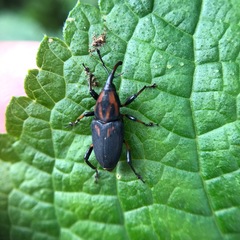 Metamasius sericeus