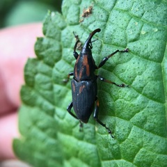 Metamasius sericeus