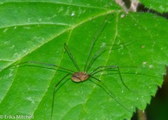 Leiobunum politum
