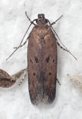 Filatima revisensis