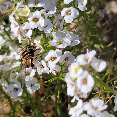 Unknown species found near Healey Way, Oak Bluffs, MA 02557, USA