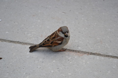 Passer domesticus