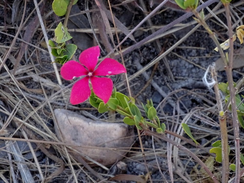 Catharanthus image