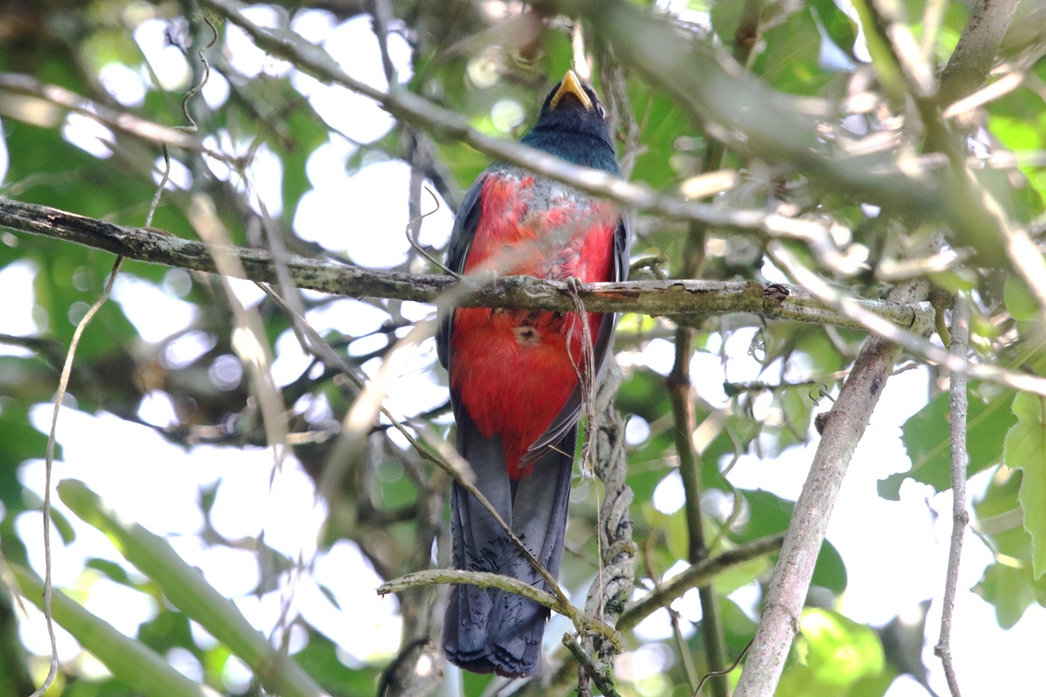 Trogon image