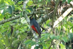 Trogon mesurus