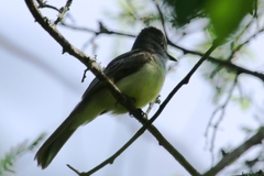 Myiarchus tuberculifer