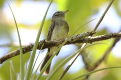 Lathrotriccus griseipectus