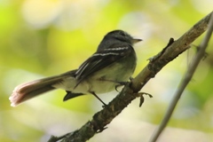 Lathrotriccus griseipectus