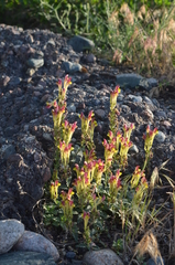 Scutellaria mesostegia