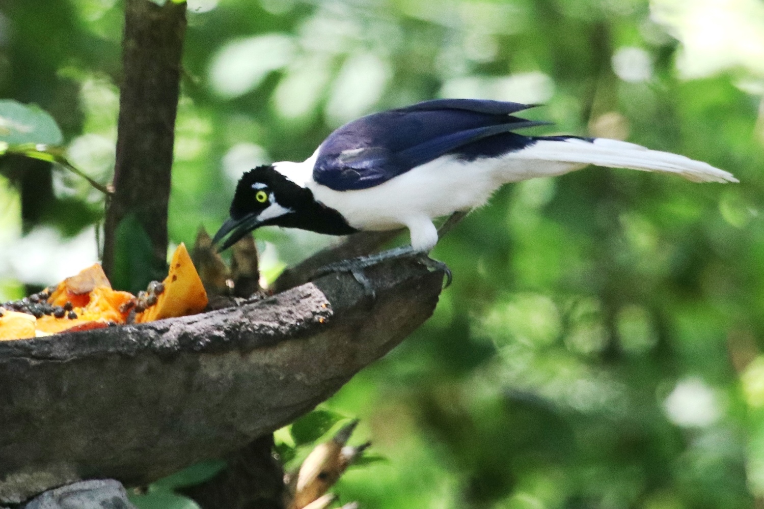 Cyanocorax mystacalis image