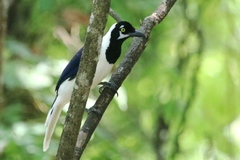 Cyanocorax mystacalis