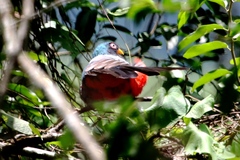 Trogon mesurus