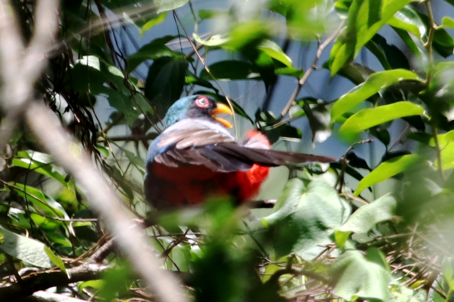 Trogon melanurus image