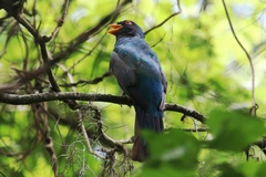 Trogon mesurus