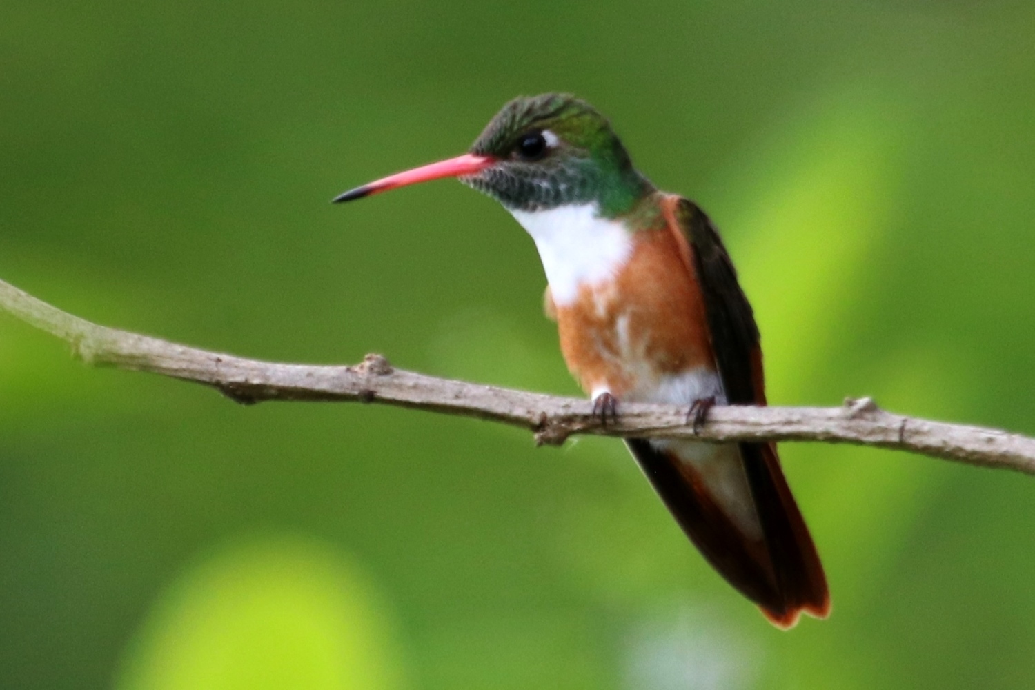 Amazilis amazilia image