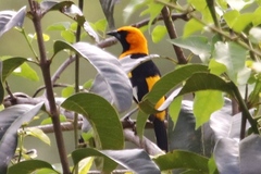 Icterus graceannae