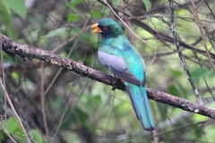 Trogon mesurus