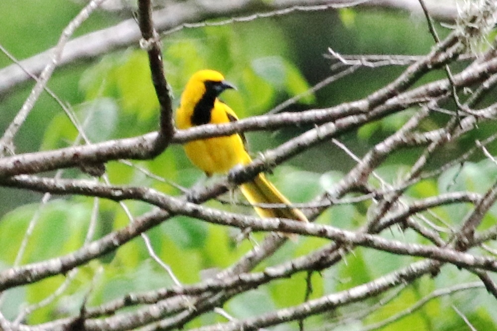 Icterus mesomelas image