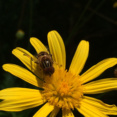 Eristalinus quinquestriatus