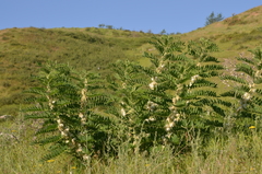 Astragalus sieversianus