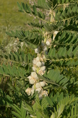 Astragalus sieversianus