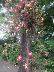 Couroupita guianensis
