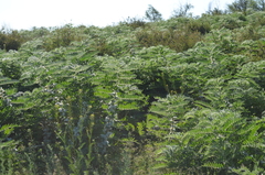 Astragalus sieversianus