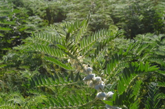 Astragalus sieversianus