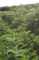 Astragalus sieversianus