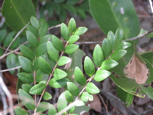 Myrciaria tenella, photograph 1